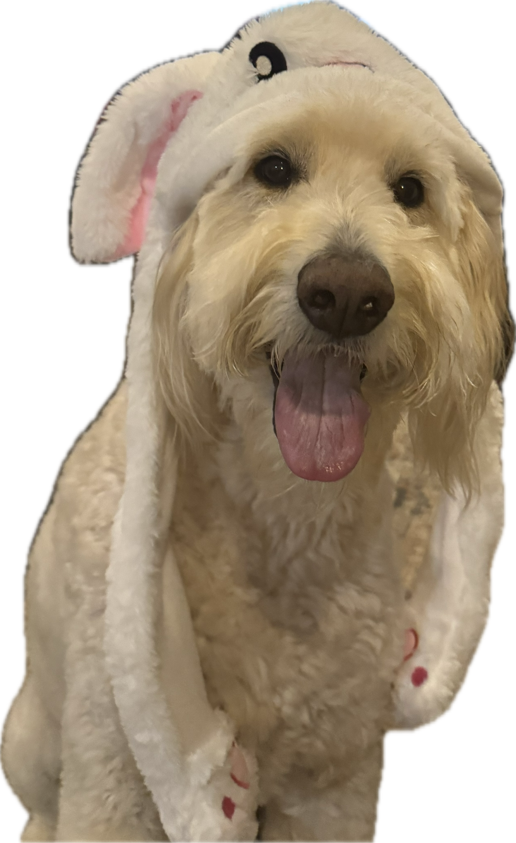 doggo